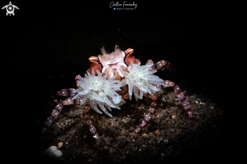 Pom pom crab