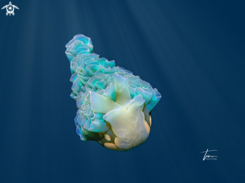 A Elysia crispata | Lettuce sea slug