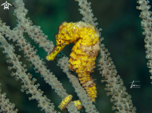 A Hippocampus reidi | Seahorse