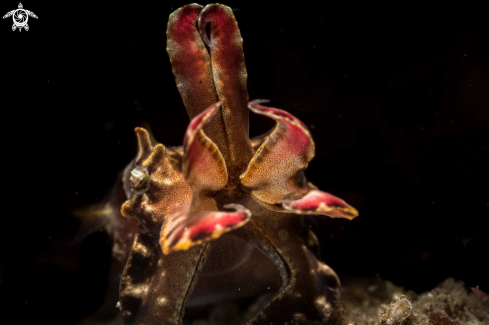 A Flamboyant cuttlefish