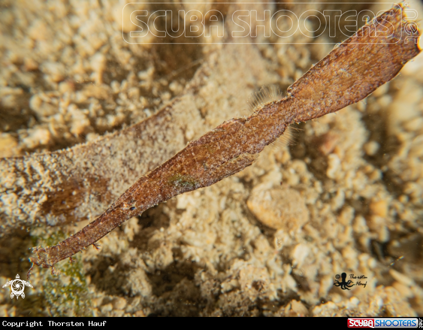A Robust Ghost Pipefish