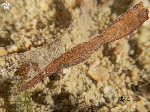 A Solenostomus cyanopterus | Robust Ghost Pipefish
