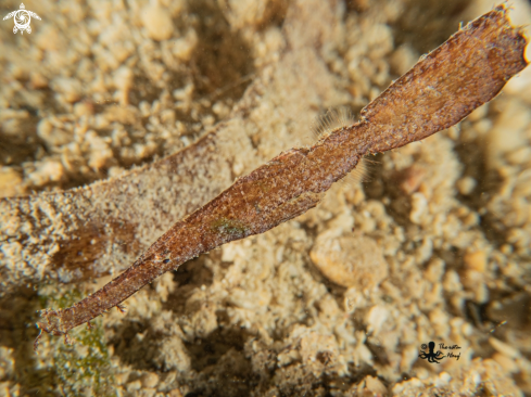 A Robust Ghost Pipefish