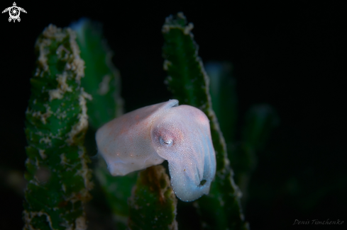 A CUTTLEFISH 