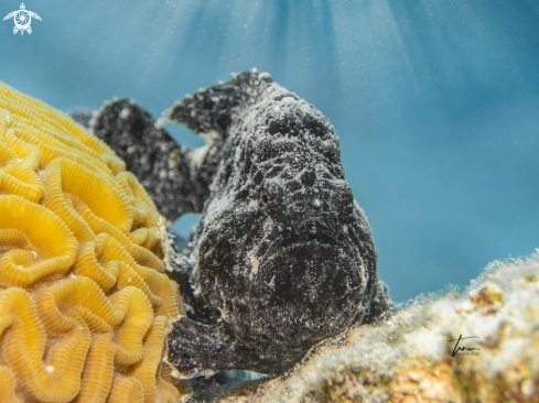 A Frogfish