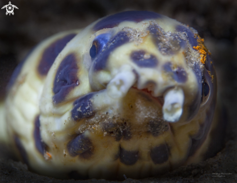 A Sand eel