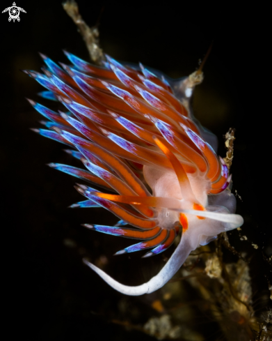 A Cratena peregrina nudibranch | Cratena nudibranch 