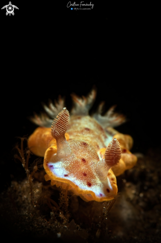 A Hexabranchus sanguineus  | Nudibranch