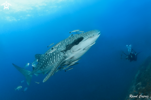 A Whale shark