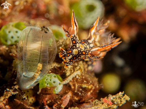 A Bornella anguilla