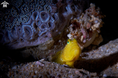 A Cryptocentrus cinctus | GOBY