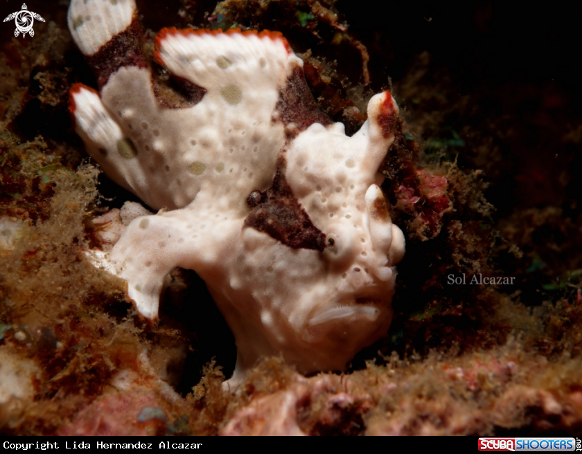 A juvenile frogfish