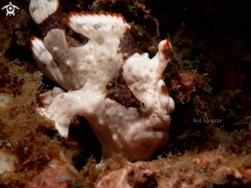 A juvenile frogfish