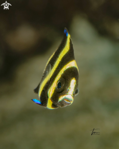 A French Angelfish