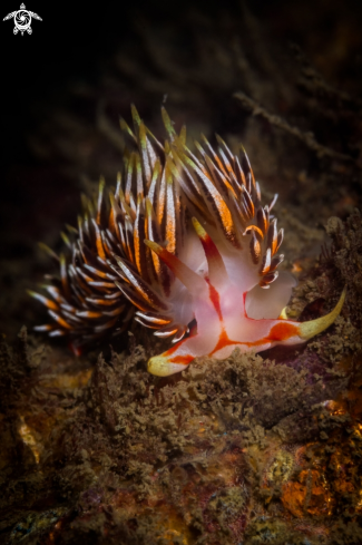 A Phidiana militaris nudibranch