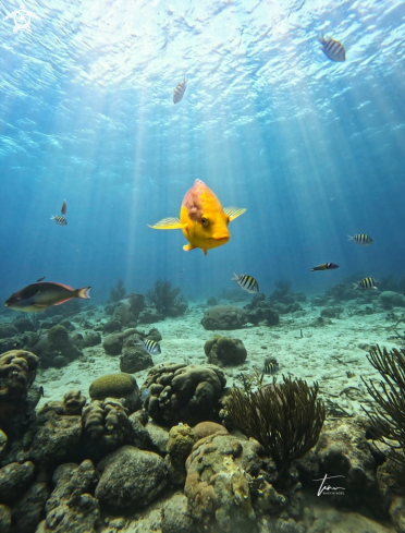 A Bodianus rufus | Spanish Hogfish