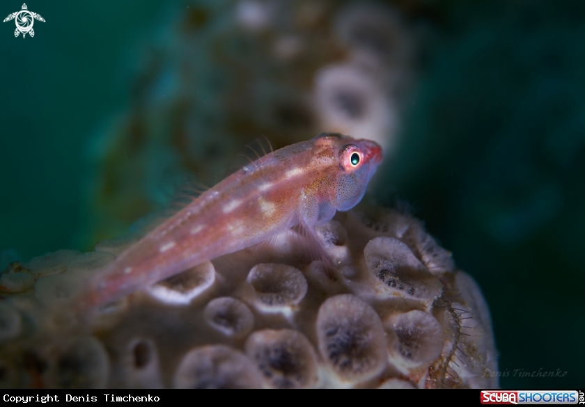 A GOBY
