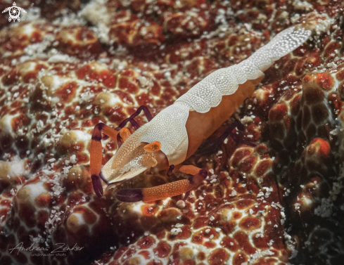 A Periclimenes imperator | Emperor shrimp