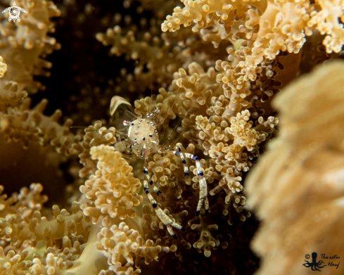 A Ancylomenes venustus | Graceful Anemone Shrimp