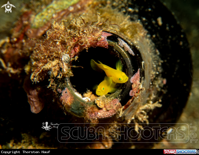 A Golden Goby