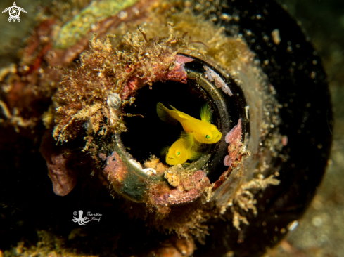 A Golden Goby