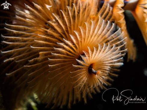 A Christmas Tree Worm