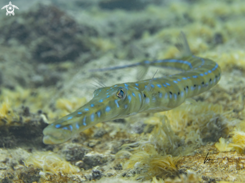 A Bluespotted Cornetfish