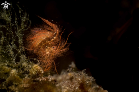 A Hairy shrimp