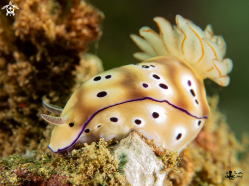 A Hypseldoris Tryoni | Tryon´s Hypselodoris