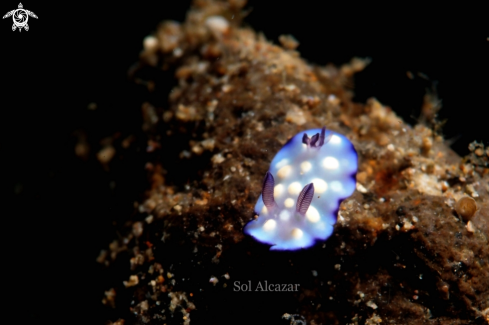 A juvenile Goniobranchus hintuanensis.