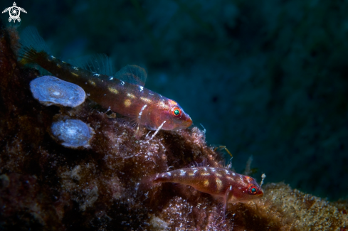 A Pleurosicya mossambica | GOBY