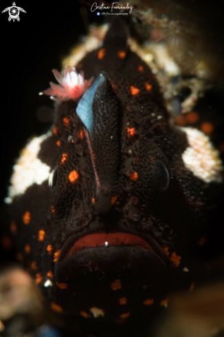 A Painted frogfish