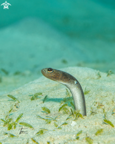 A Heteroconger longissimus | Brown garden eel