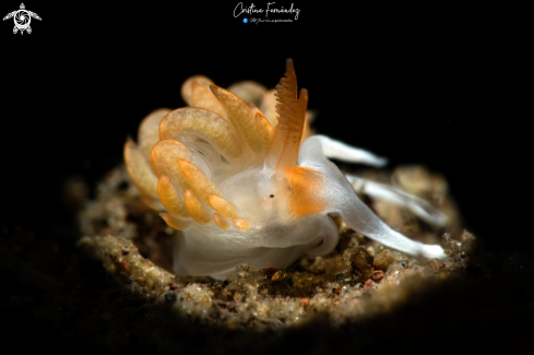 A Moridilla cf. brockii | Nudibranch