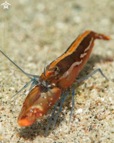A Alpheus formosus | Snapping shrimp
