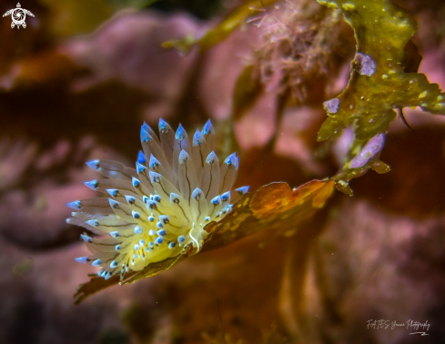 A Antiopella cristata | (delle Chiaje, 1841) | ANTIOPELLE