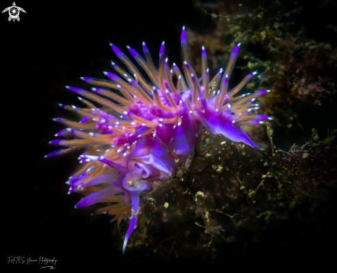 A Flabellina affinis | (Gmelin, 1791) | FLABELLINE MAUVE