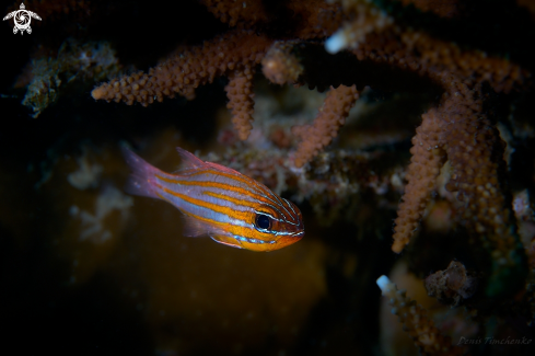 A Ostorhinchus cyanosoma (Bleeker, 1853) | FISH