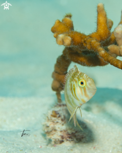 A Green Razorfish