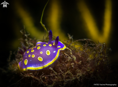 A Felimida luteorosea | Doris tacheté mauve