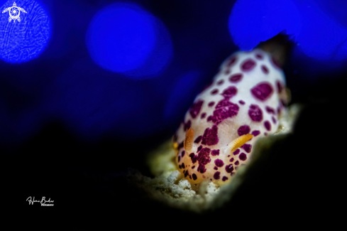 nudibranch