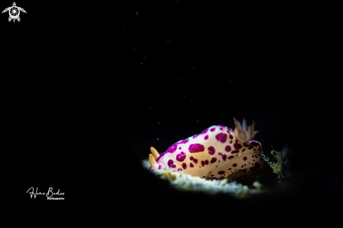 A nudibranch