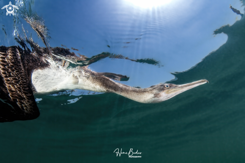 socotra cormorant