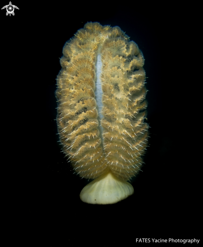 A Pteroeides sp | Plume de mer