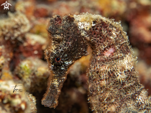 A Hippocampus reidi | Seahorse