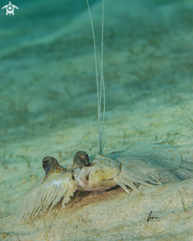 A Peacock Flounder