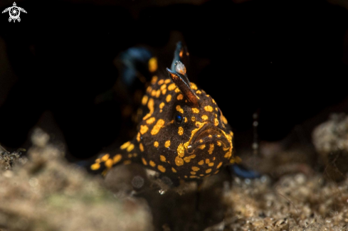 A Warty frogfish