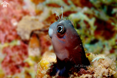 A Blenny