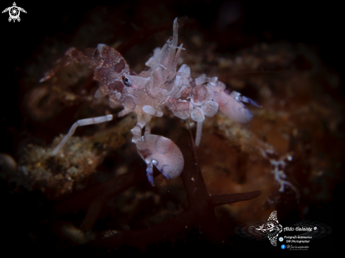 A Harlequin Shrimp