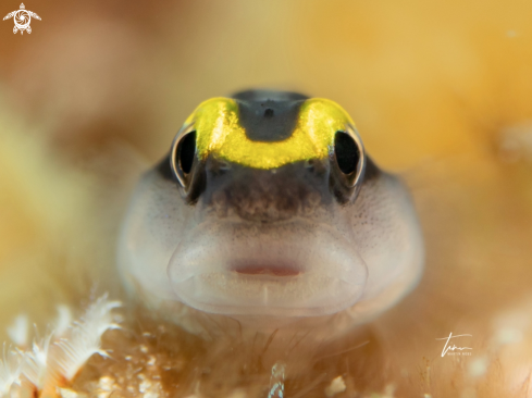 A Sharknose Goby